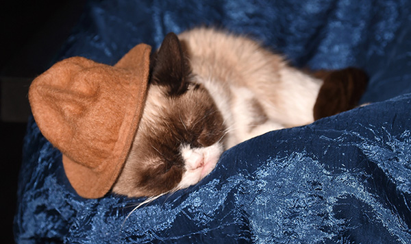 2. Grumpy Cat totally stole Pharrell's hat game ... and took a little cat nap during the show.